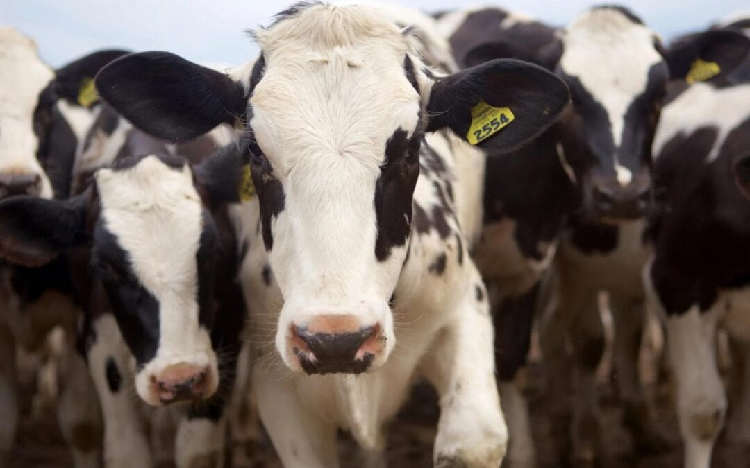 Green County Dairy Transition Assistance Program